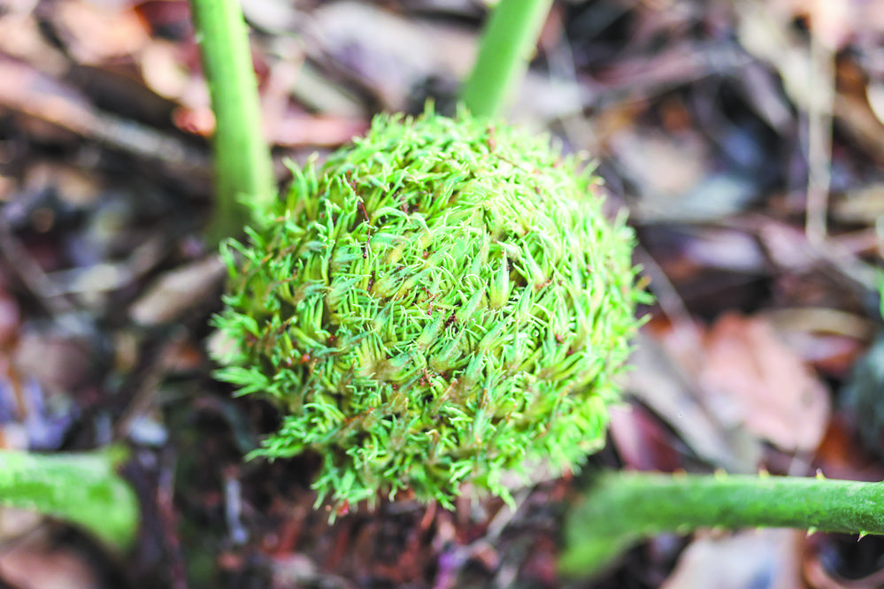 美嘉体育植物界的“活化石”在百色澄碧河畔强势“复苏”(图2)