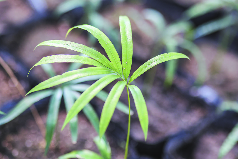 美嘉体育植物界的“活化石”在百色澄碧河畔强势“复苏”(图3)