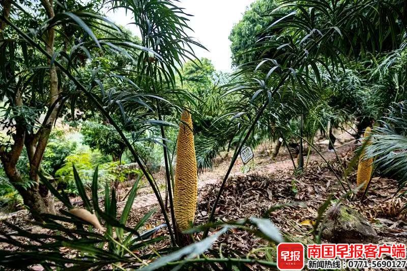 植物界“活化石”在百色开花了！德保苏铁迎来“盛花期”
