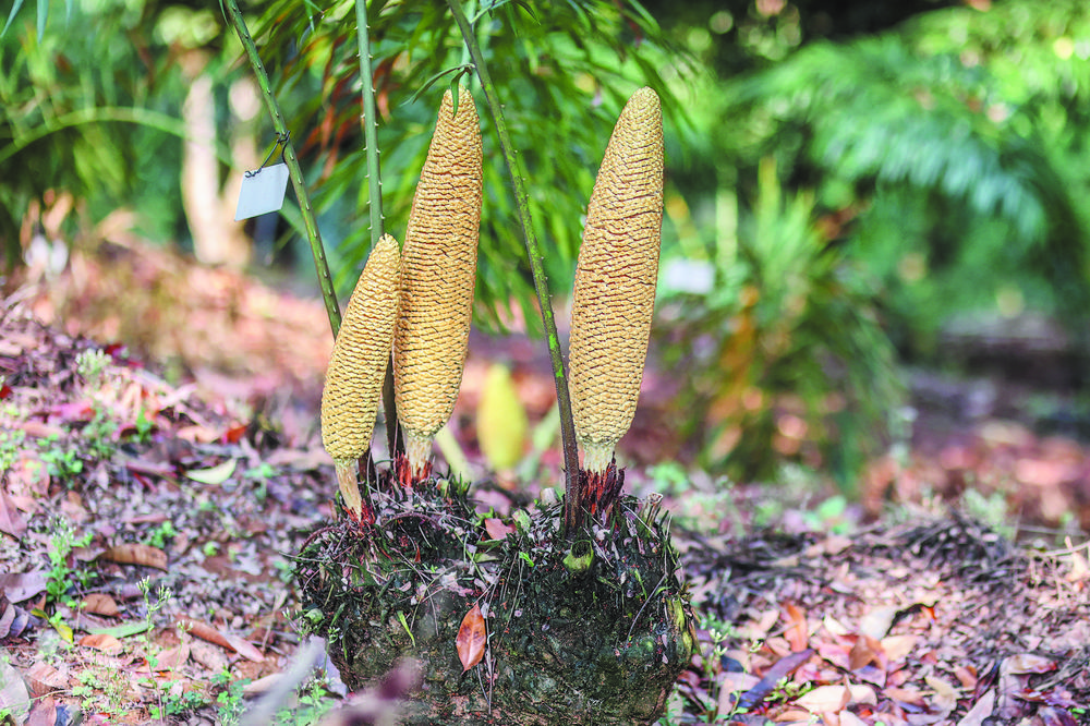 美嘉体育植物界的“活化石”在百色澄碧河畔强势“复苏”(图1)