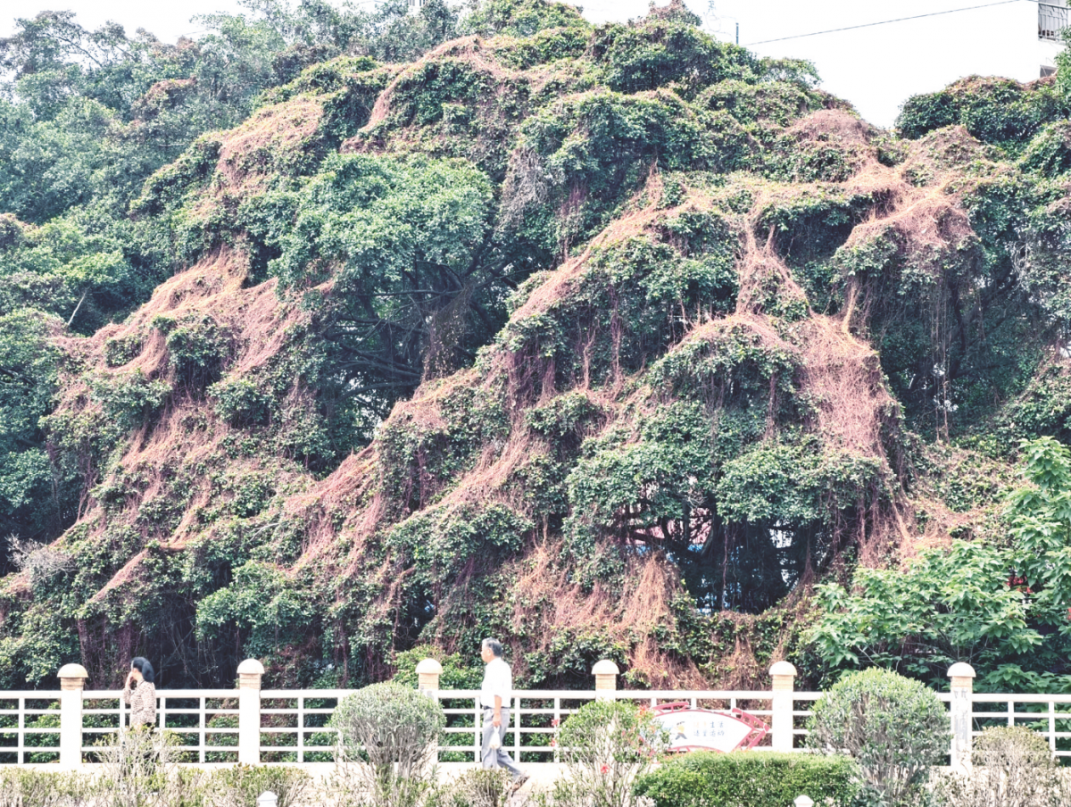 美嘉体育网址南宁气温升高雨水增多“植物吸血鬼”菟丝子危害进入高发期(图1)
