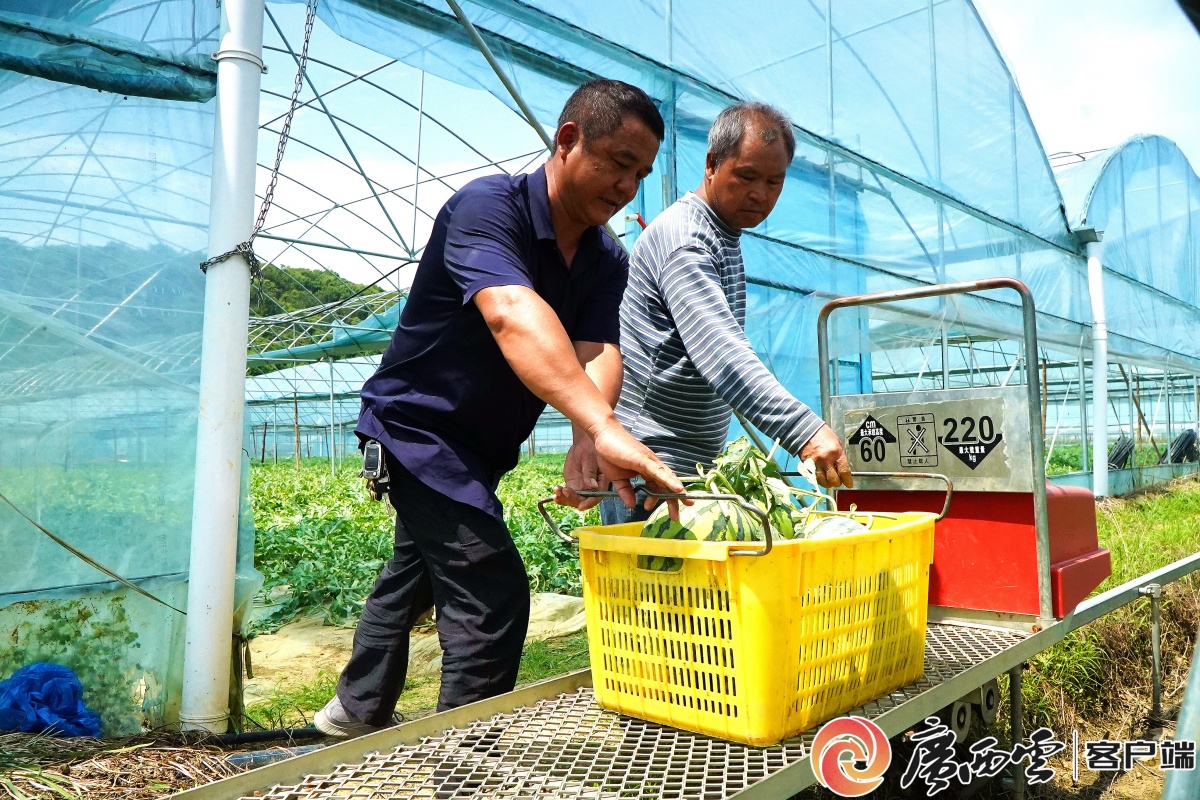 这瓜凭啥卖爆？智能大棚 + 传统灭虫 口感甜度双双拉满PG电