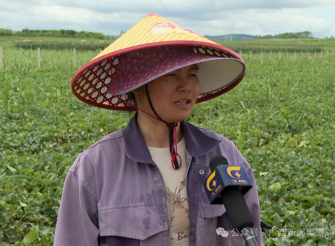 南宁香瓜西瓜大丰收这波“甜蜜暴击”挡不住了！(图2)