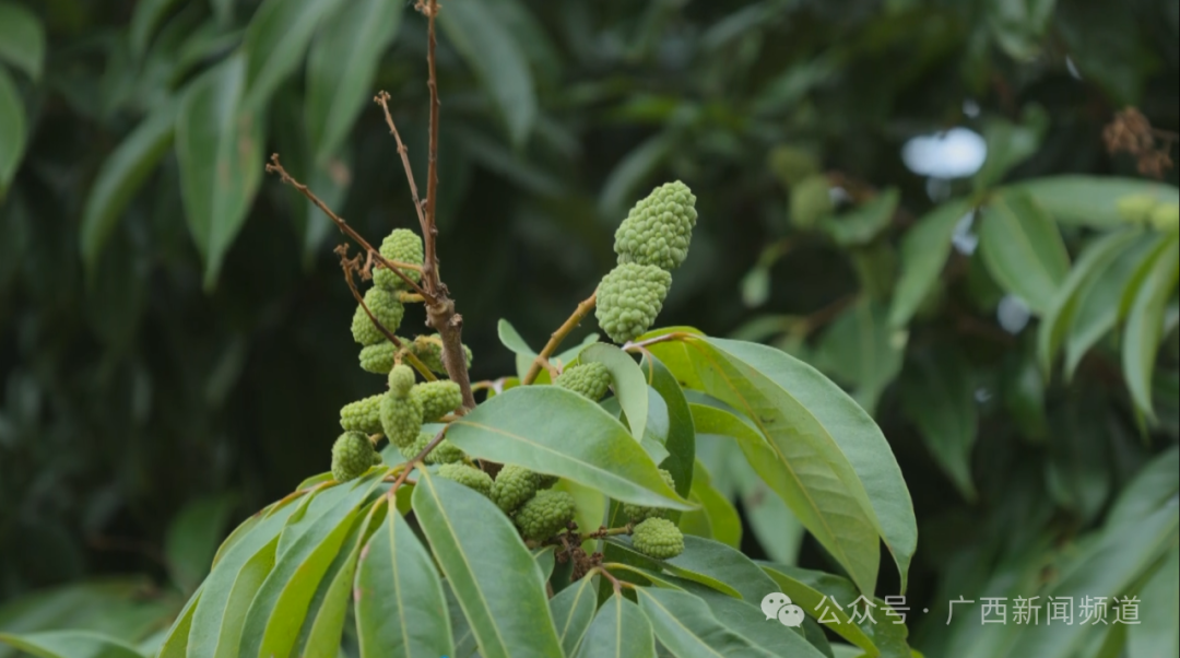 南宁香瓜西瓜大丰收这波“甜蜜暴击”挡不住了！(图5)