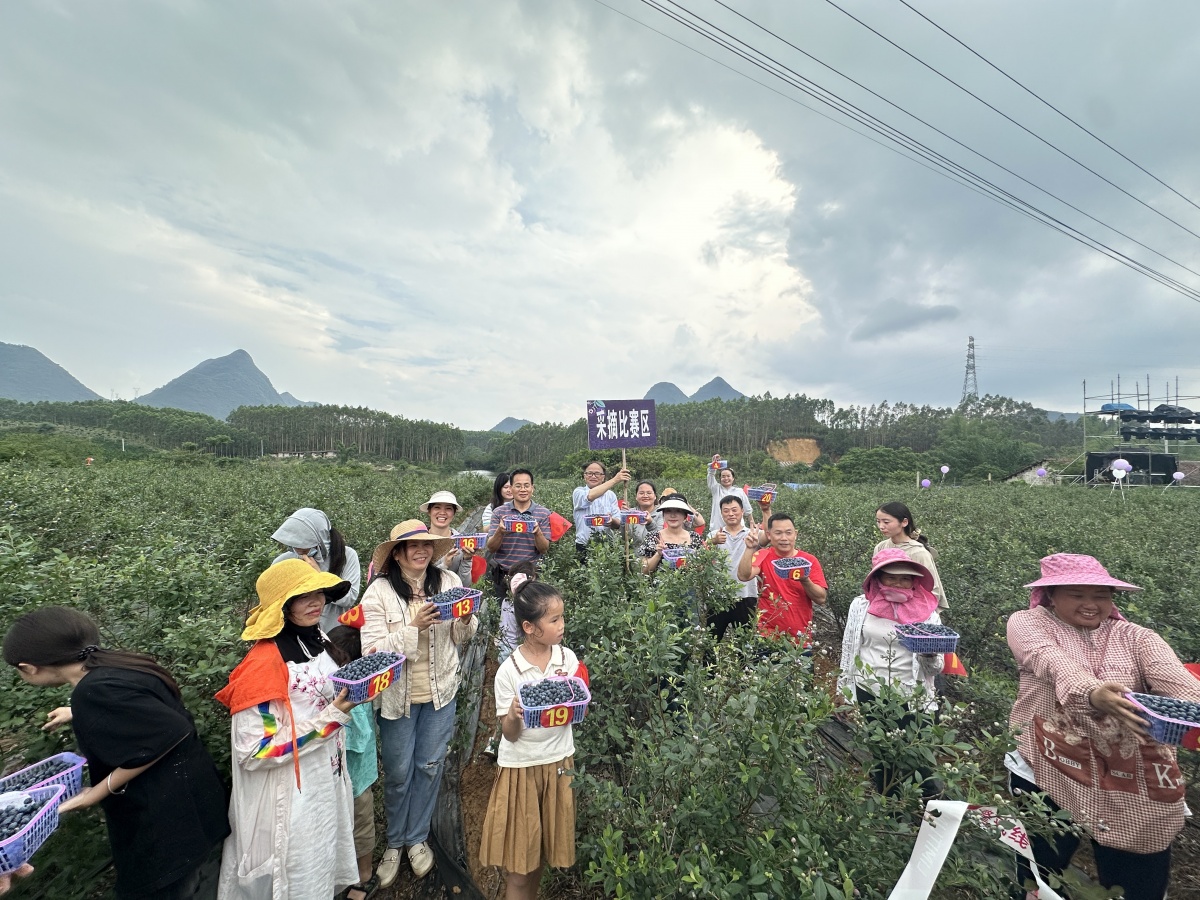 马山2000多亩蓝莓迎丰收，农文旅融合奏响“莓”好乐章