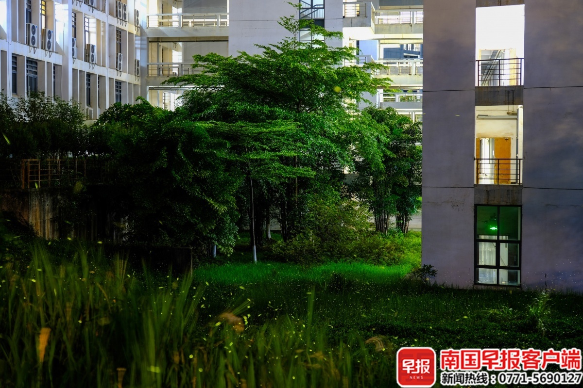 美翻了！广西一高校惊现大片萤火虫