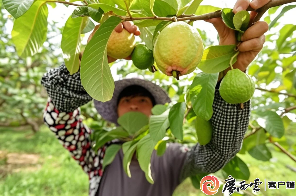 北海市乡村振兴文明新风_北海文明城市_东山村移风易俗案例