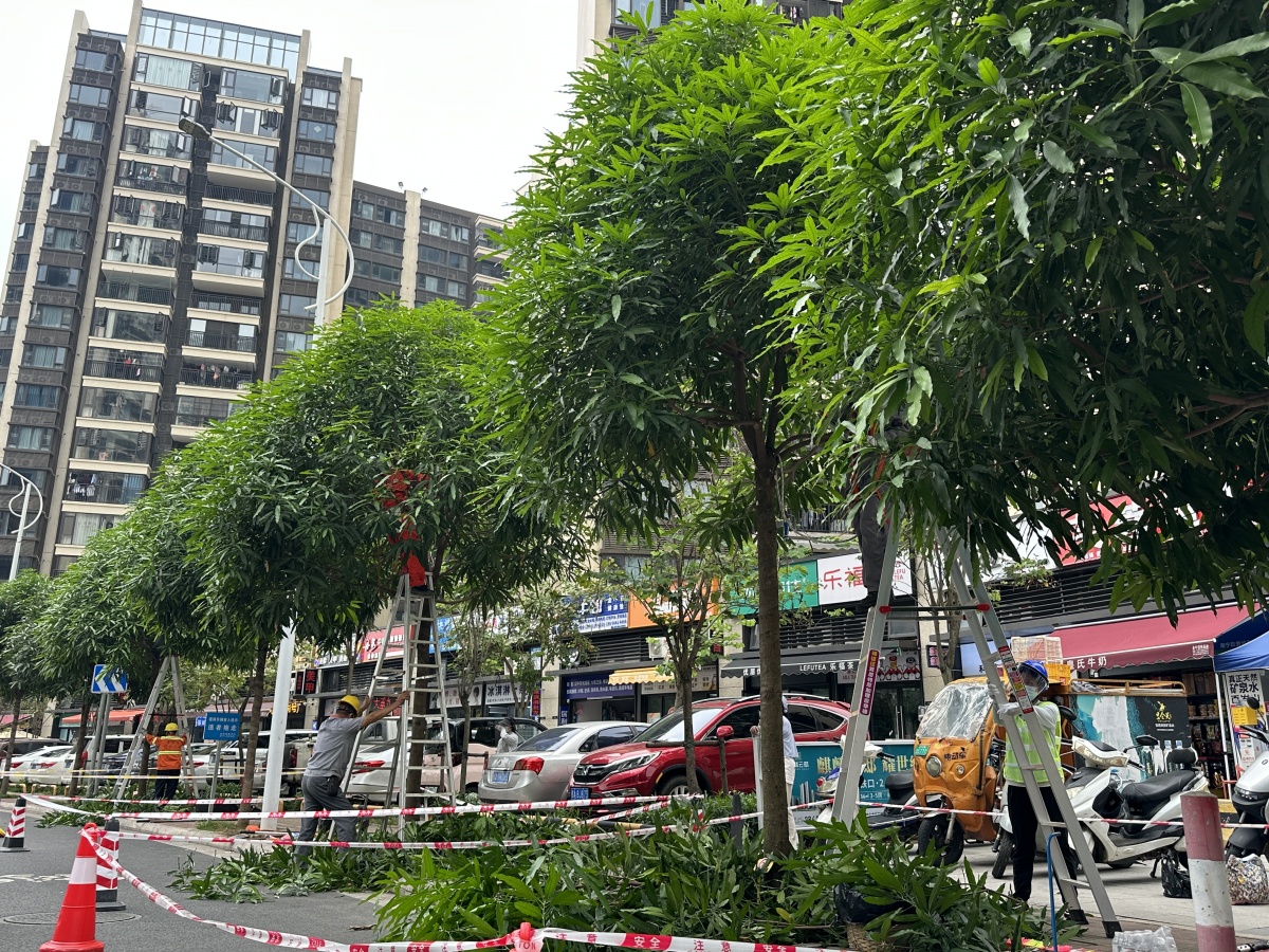 南宁街头的“棒棒糖”美学，藏着绿化匠人的四季匠心