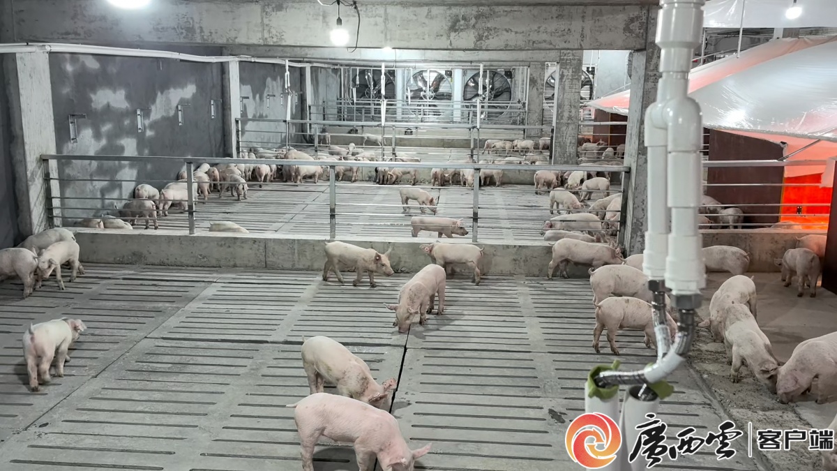 平乐县猪仔住上大楼房还有智能管家全程服务我慕了(图2)
