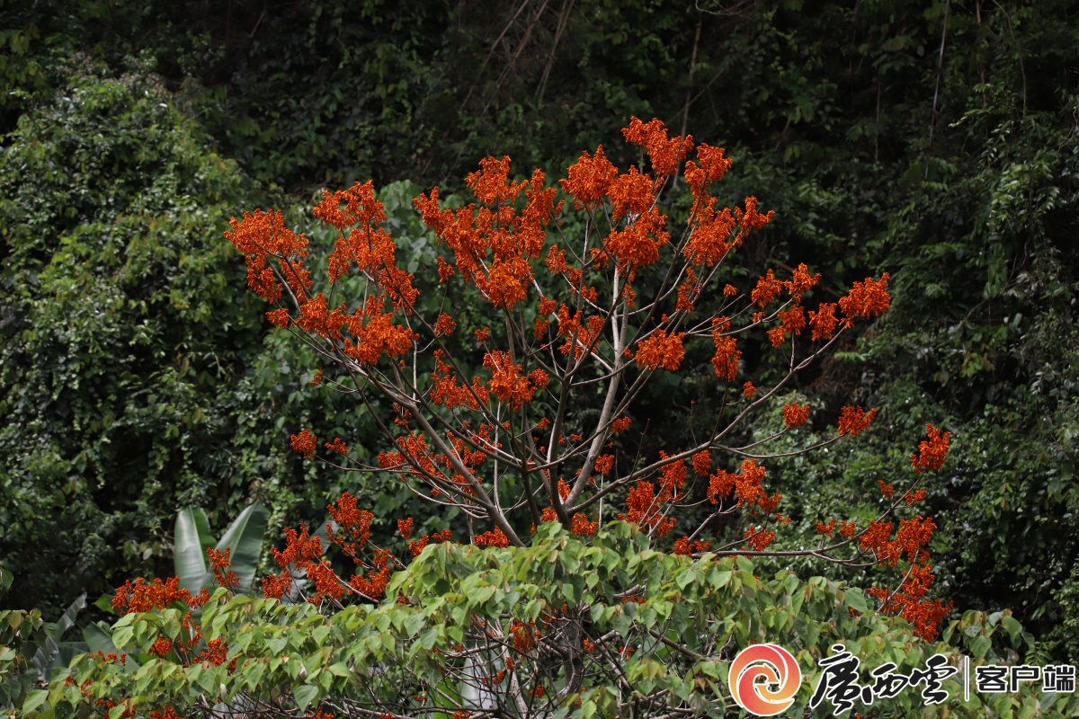 惊艳!崇左市西大明山保护区首次发现国家一级保护植物