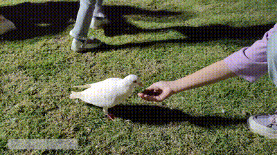 ҹл£ƽڡ̻л