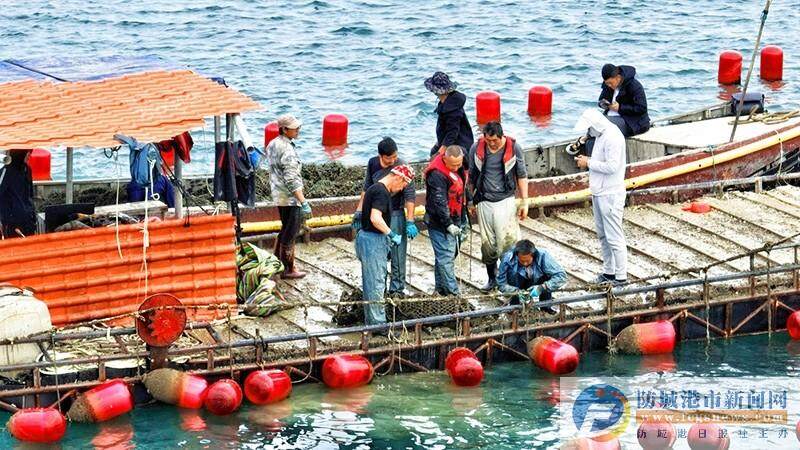 “渔歌”嘹亮！看防城港市如何把碧海银滩转变为金山银山(图4)