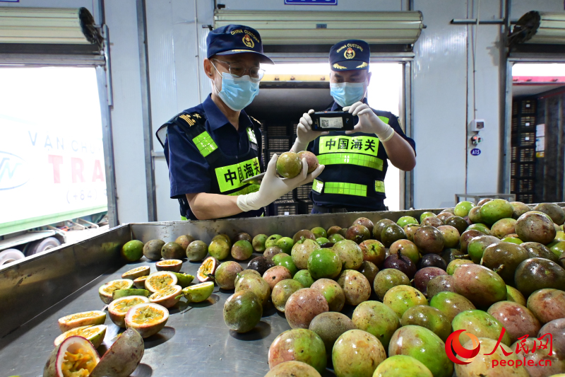 九游体育网站：从广西“抢鲜”充盈全国果篮！来看东盟水果通关“接力赛”(图4)