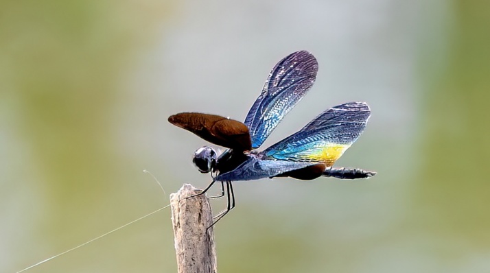 6��20�ս���ͼ