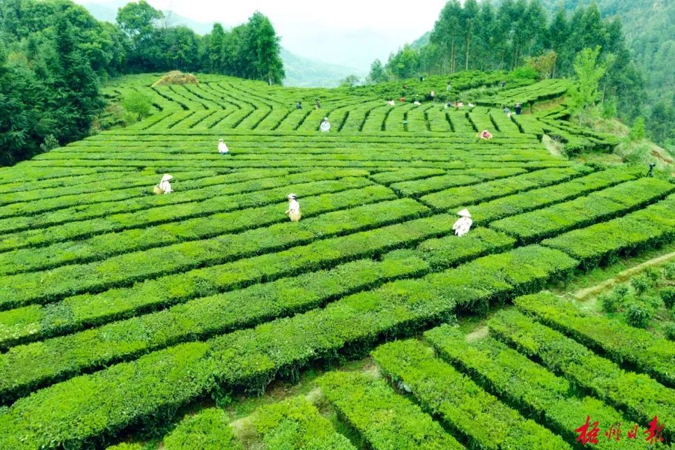 董宇辉带货梧州六堡茶称其“有着独特的风味”(图1)