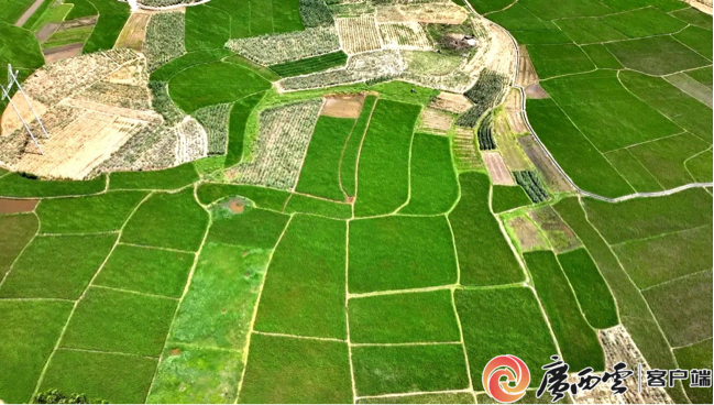 兴宾区：耕地保护显成效 11万亩复垦土地生机勃勃(图3)