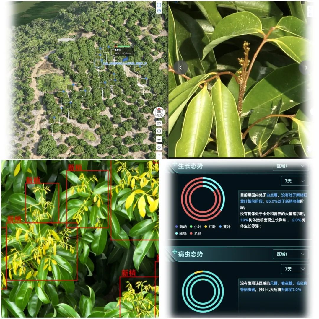 钦州“人工智能+农业”绘就现代农业新图景(图2)