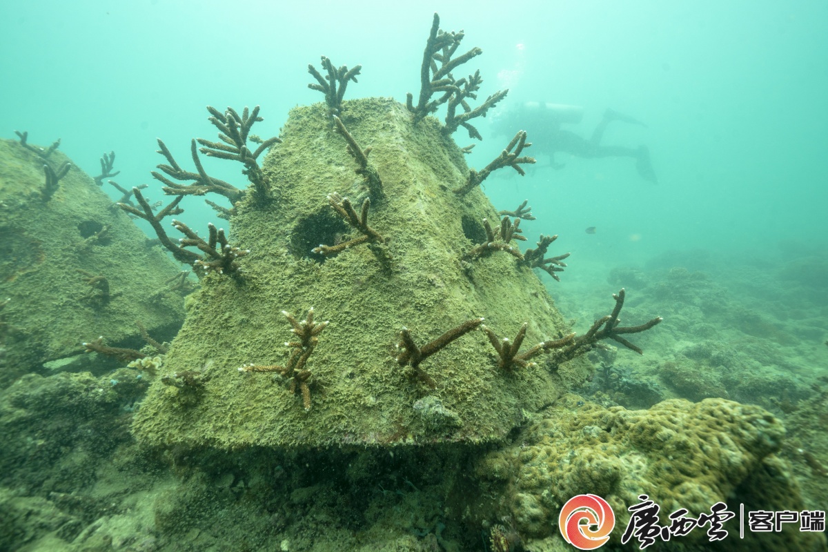 寻虫记：生物多样性保护的广西样本(图2)