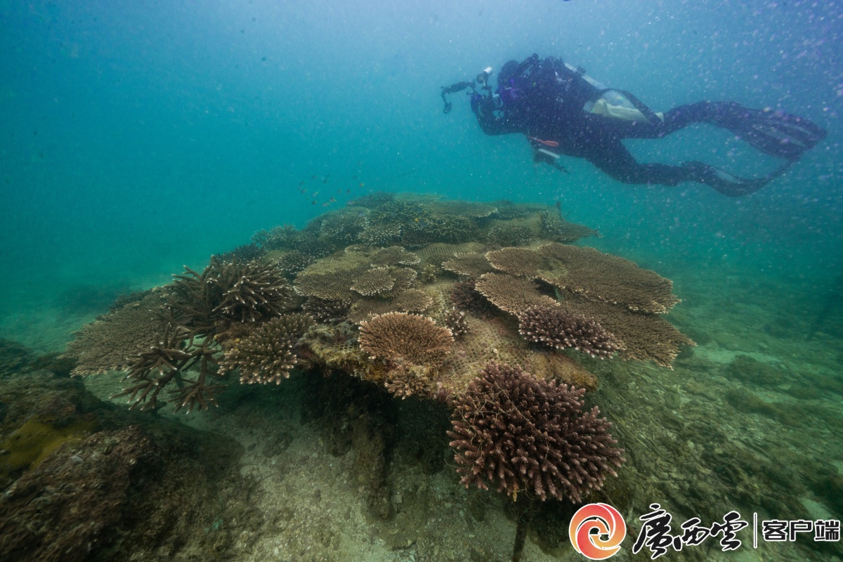 寻虫记：生物多样性保护的广西样本(图1)