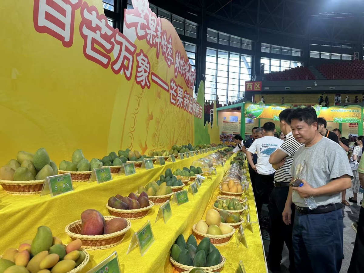 未来的芒果界“黑马”！百色140个芒果新品种亮相