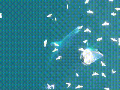 Not a whale? Brucella! 