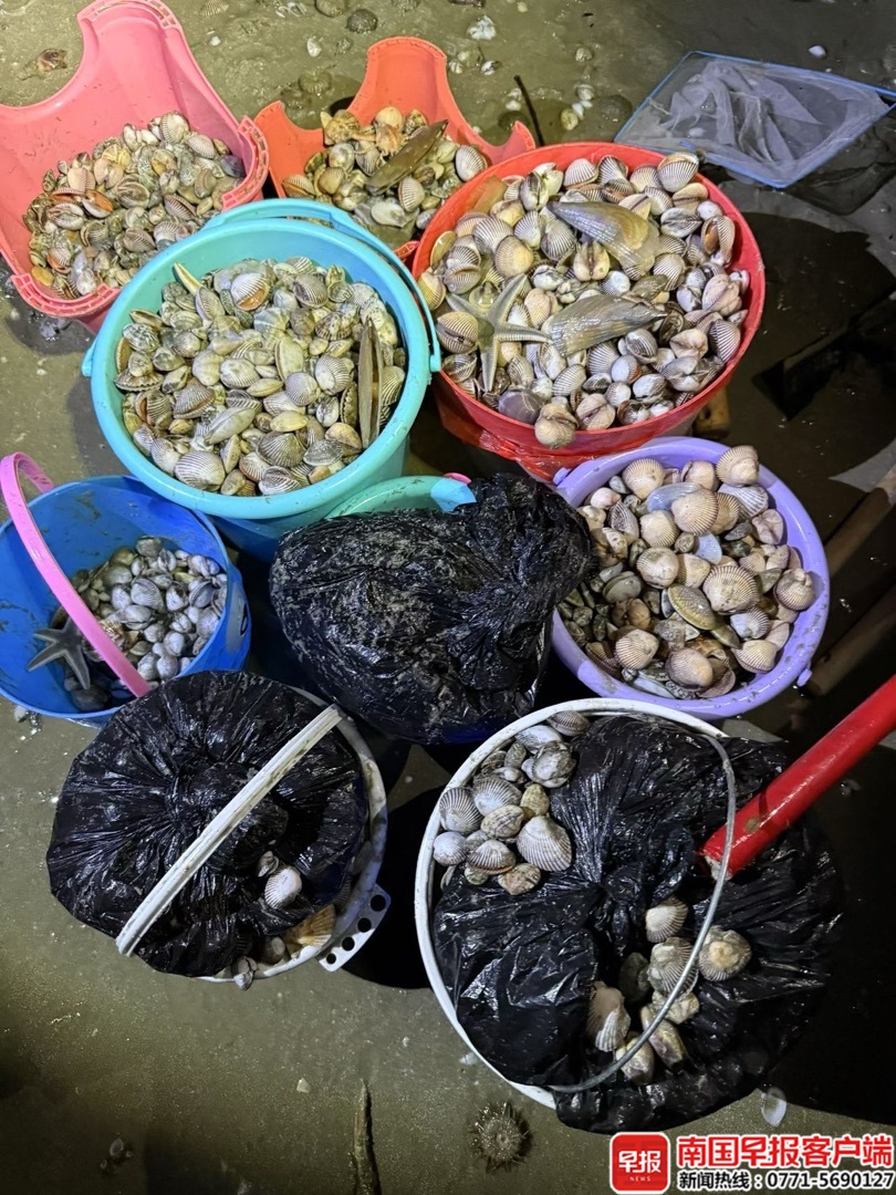 根本捡不完！北海一海滩现大量海螺引市民赶海现场宛如集市专家提醒(图1)