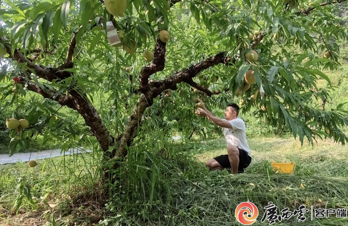 彩神welcome官网严冬的果实｜甜度拉满脆爽适口昭平县鹰嘴桃最好尝味期已到！(图4)