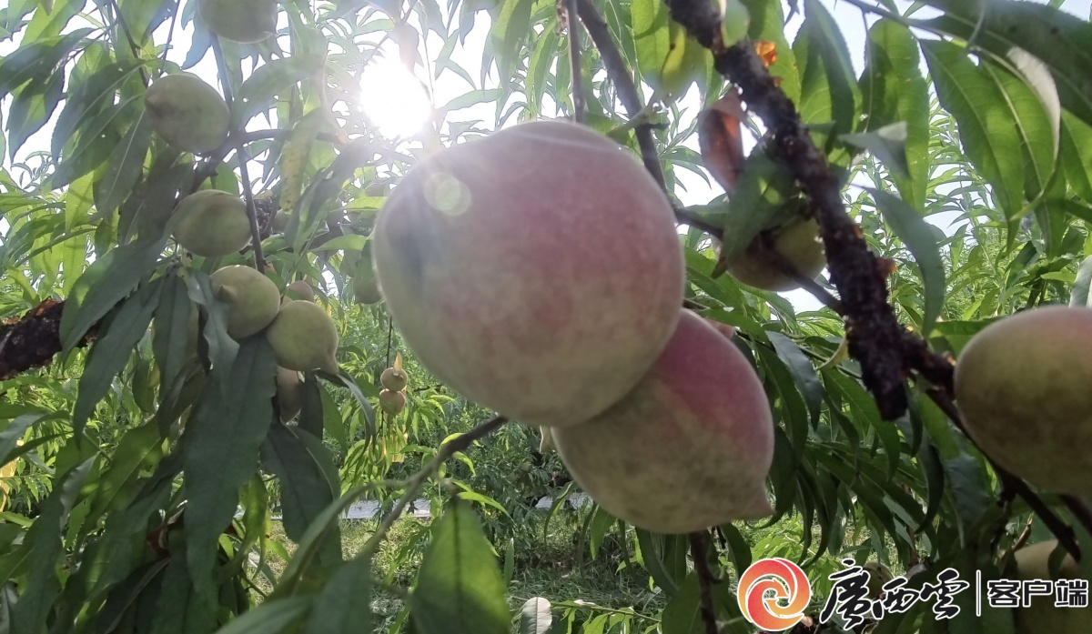 彩神welcome官网严冬的果实｜甜度拉满脆爽适口昭平县鹰嘴桃最好尝味期已到！(图3)