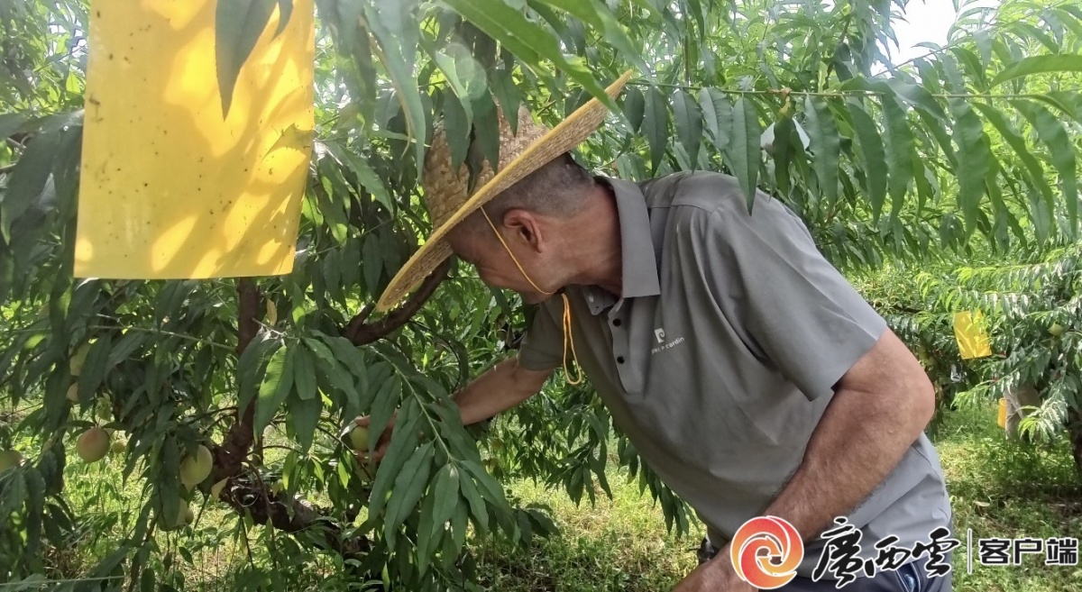 彩神welcome官网严冬的果实｜甜度拉满脆爽适口昭平县鹰嘴桃最好尝味期已到！(图1)