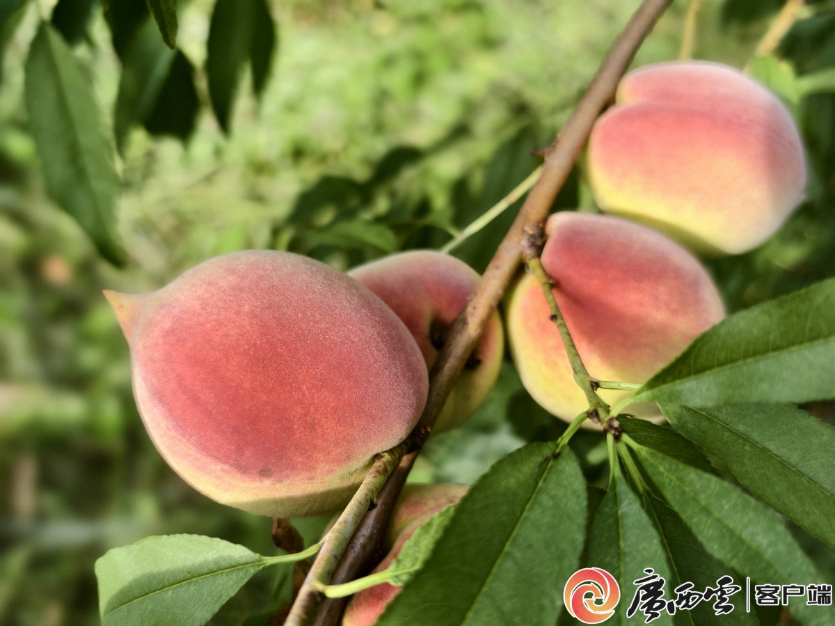 彩神welcome官网严冬的果实｜甜度拉满脆爽适口昭平县鹰嘴桃最好尝味期已到！(图2)