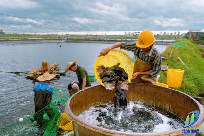 北海金虎石斑和龙胆珍珠石斑迎来丰收(图1)