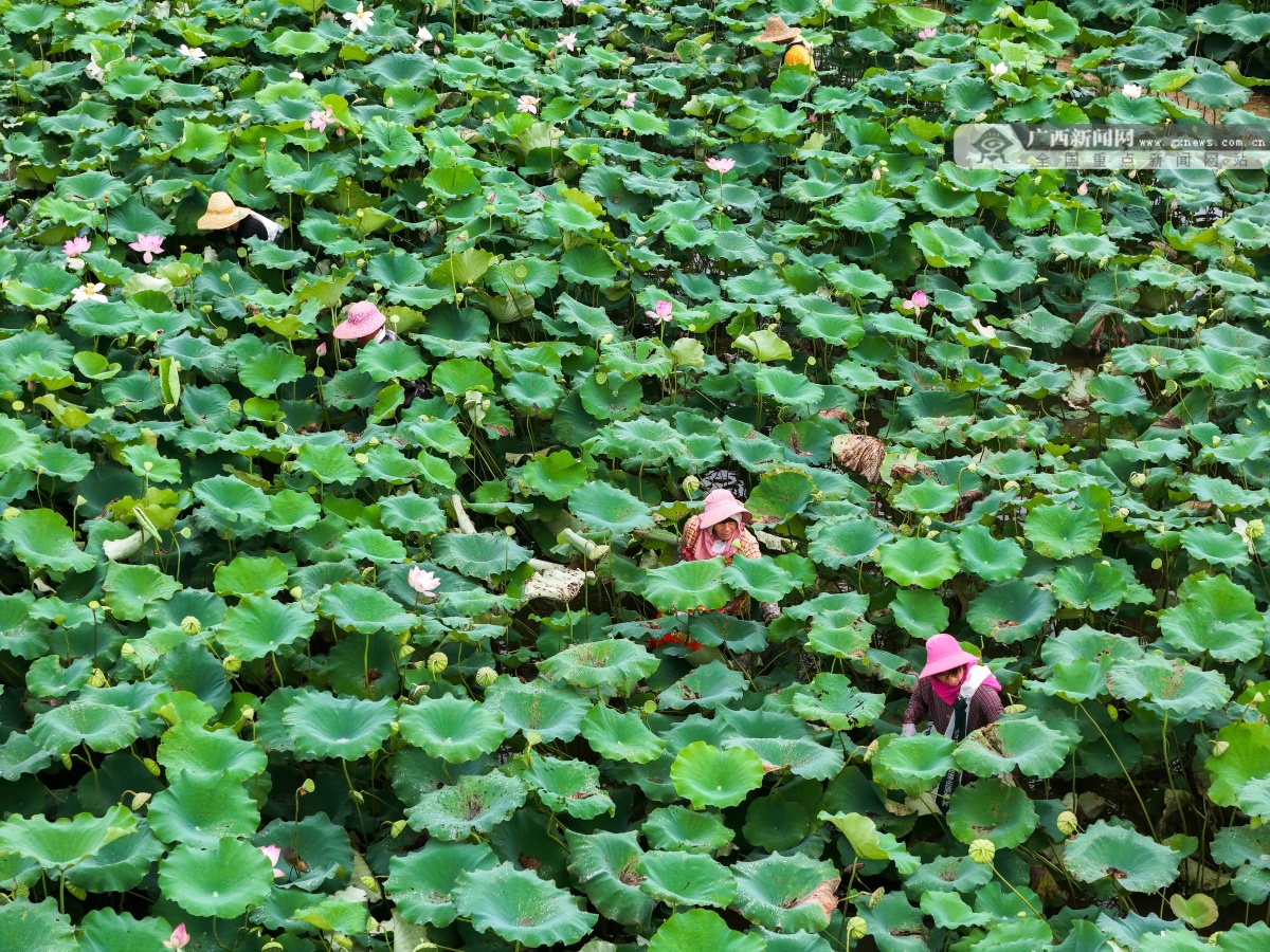 8月8日焦点图
