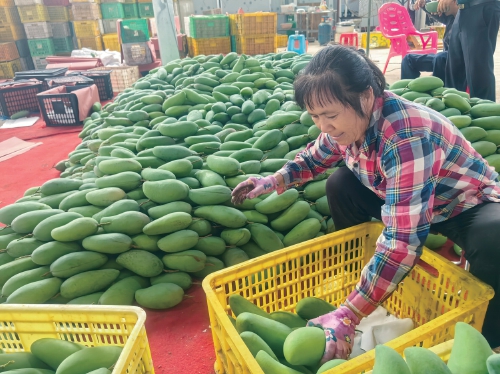 “一季为主、四季补充”广西做强产地市场串起田间与餐桌(图1)