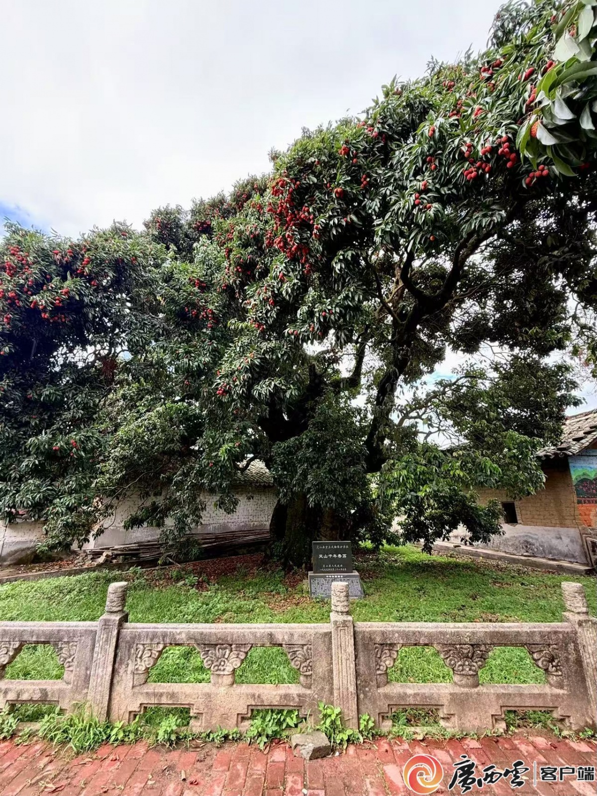 千年香荔：枝头的时光传奇(图1)