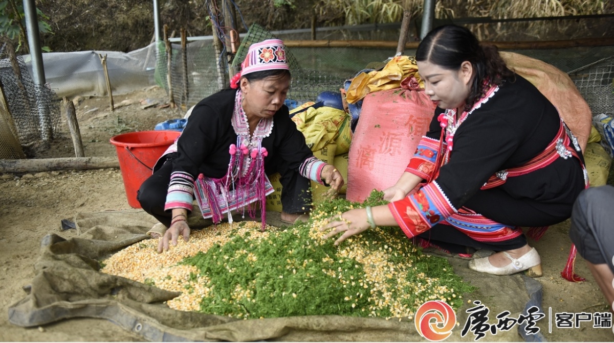 西林麻鸭产业赋能乡村振兴瑶家三姐妹靠养鸭逆袭!(图1)