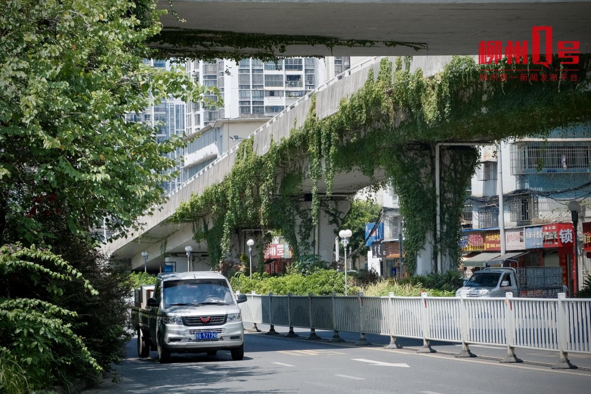 美！柳州市区出现“绿色瀑布”！你打卡过吗？(图4)