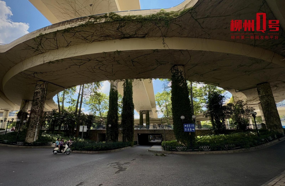 美！柳州市区出现“绿色瀑布”！你打卡过吗？(图2)