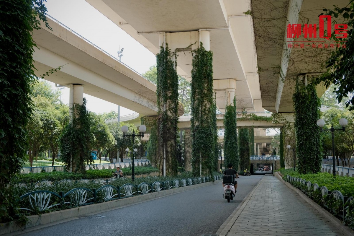 美！柳州市区出现“绿色瀑布”！你打卡过吗？(图1)