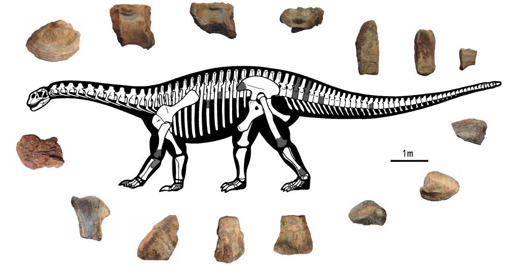 发现于广西宁明县！“秦氏花山龙”刷新华南蜥脚类恐龙最早记录(图2)