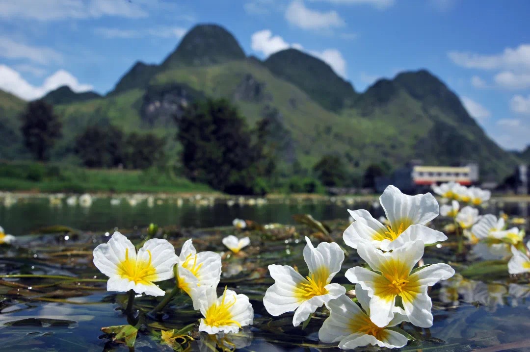 Hechi Duan's "Skylight Flower River Tour" Exploded Fire and Small Treasures Can't Hide