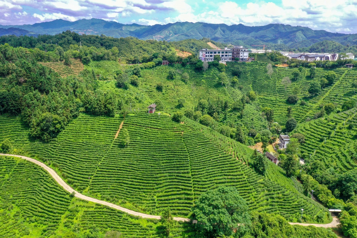 八桂奶茶 香引八方(图7)