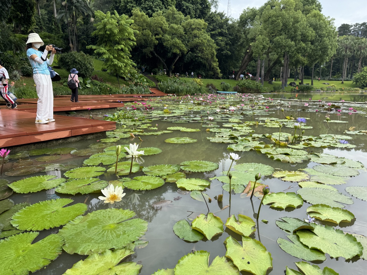 900����˯����Ϧʢ�ţ���ĩ����������԰�ͻ������