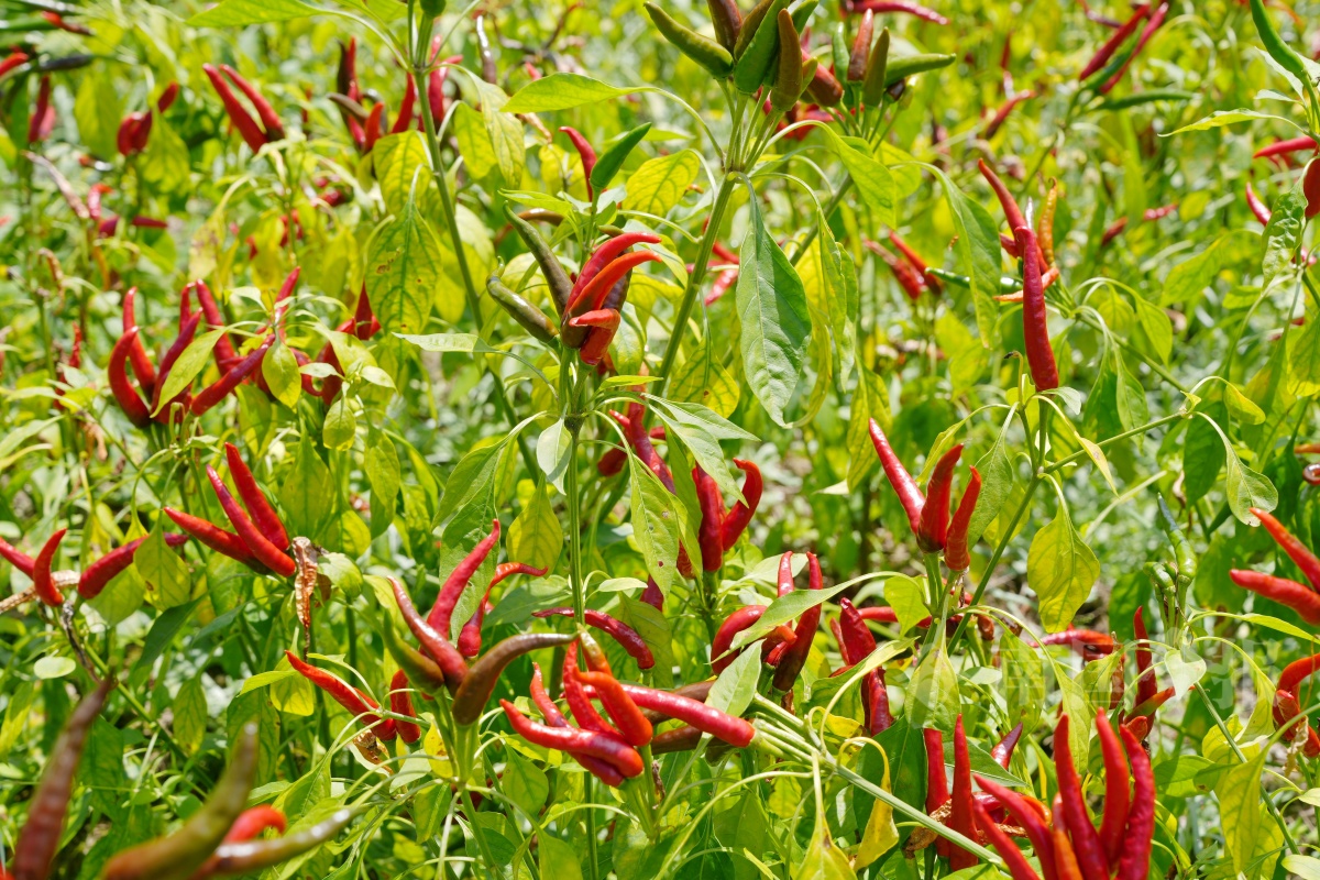 柳州高山朝天椒喜获丰收