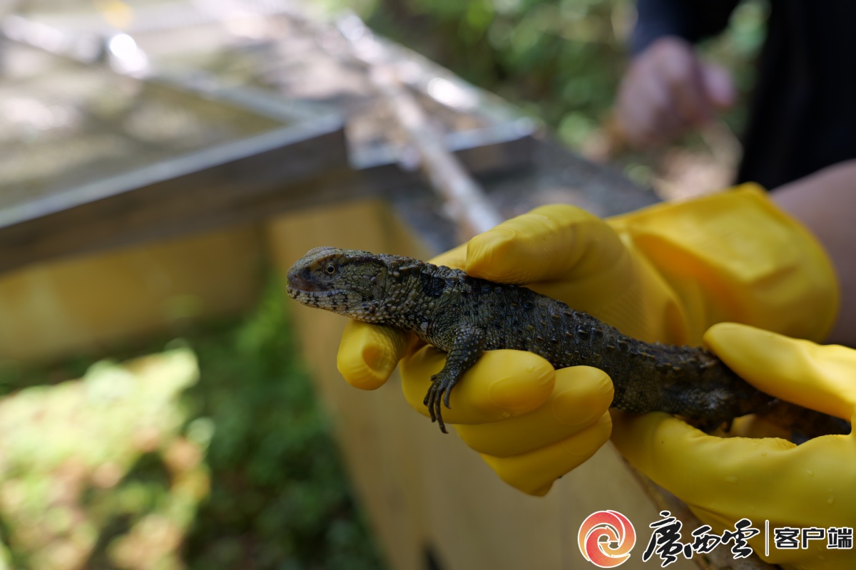 坚决打好污染防治攻坚战丨大桂山鳄蜥保护：一场人与自然的双向奔赴(图2)