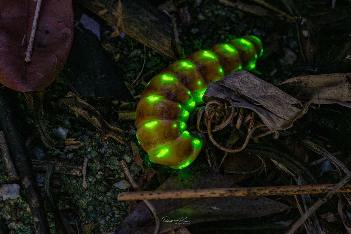 ׳����������ɽ����㊵����ӫ�⾫�顱�������̬����