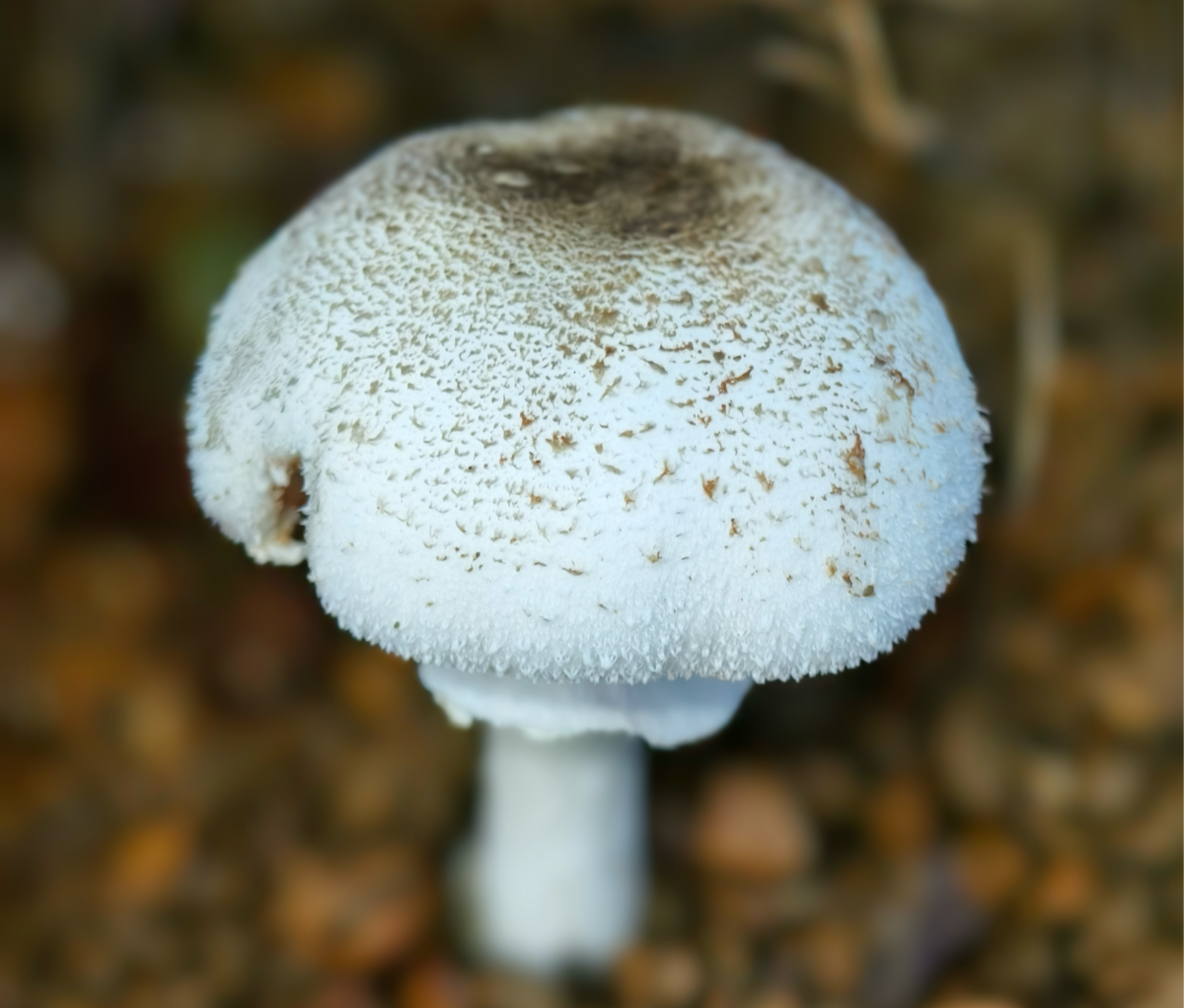 广西发现新蘑菇，满身白鳞片，毒性未知