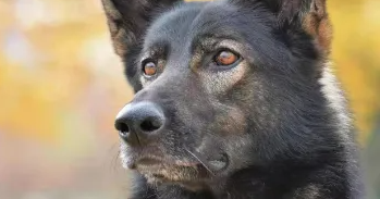 “黑狼”被选定为中国警犬LOGO形象犬（内附图）