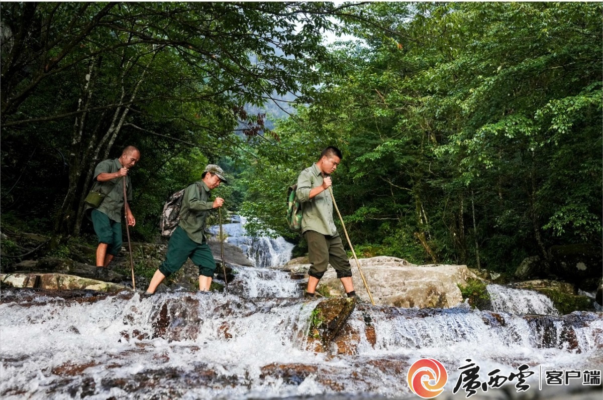 坚决打好污染防治攻坚战丨元宝山杜鹃新花待绽放(图2)