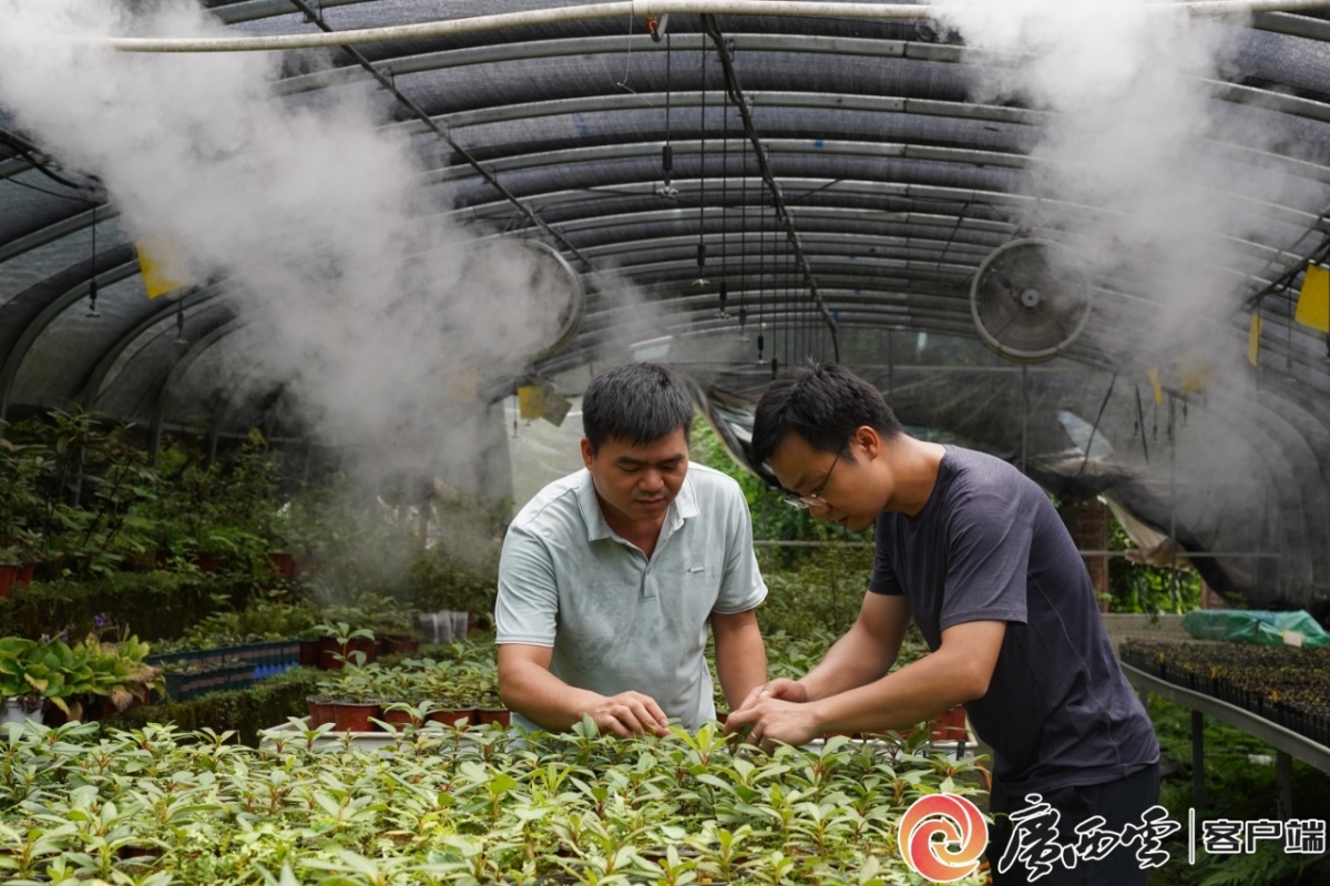 坚决打好污染防治攻坚战丨元宝山杜鹃新花待绽放(图1)