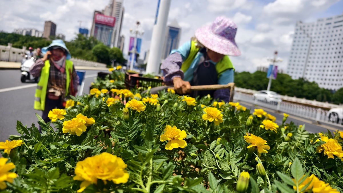盛会将至南宁379万盆鲜花迎客(图1)